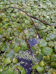 Limnobium laevigatum