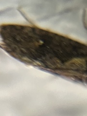 Acrolophus walsinghami