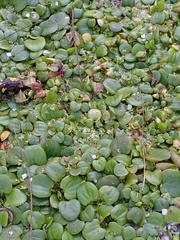 Limnobium laevigatum