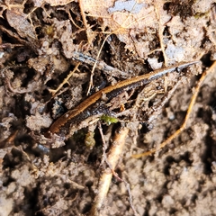 Plethodon dorsalis