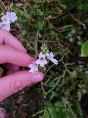 Euphrasia cuneata