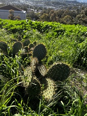 Opuntia oricola