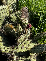 Opuntia oricola