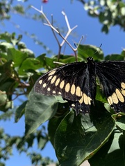 Papilio scamander