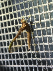 Callibaetis floridanus