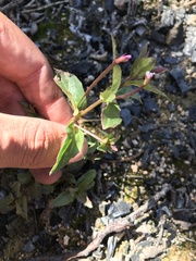 Epilobium australe