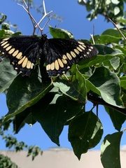 Papilio scamander