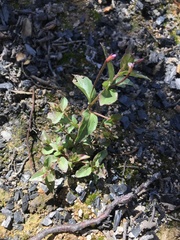 Epilobium australe