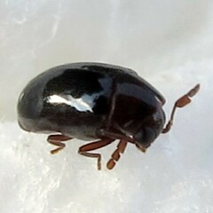 Calymmaderus nitidus