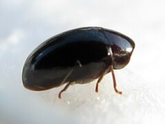 Calymmaderus nitidus