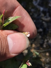 Epilobium australe