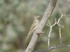 Anthus similis