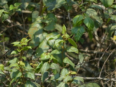 Mallotus repandus