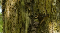 Aphrastura spinicauda