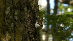 Aphrastura spinicauda