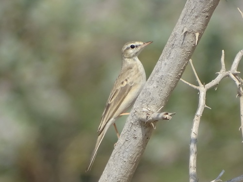 Anthus similis