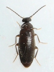 Canifa pallipes