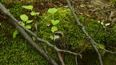 Aphrastura spinicauda