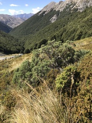 Brachyglottis cassinioides