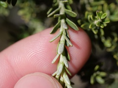Brachyglottis cassinioides