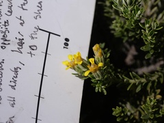 Brachyglottis cassinioides