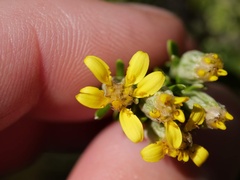Brachyglottis cassinioides