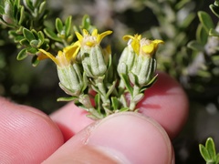 Brachyglottis cassinioides
