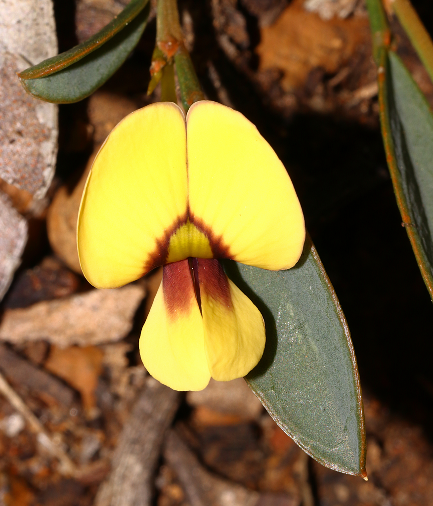 Templetonia drummondii