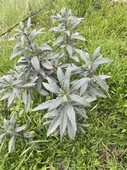 Eriodictyon trichocalyx