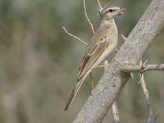 Anthus similis