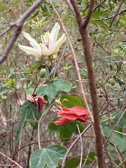 Passiflora aurantia