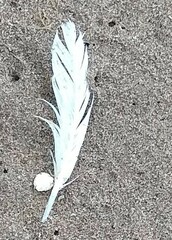 Laridae