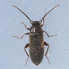 Canifa pusilla