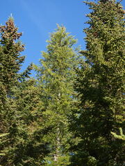Larix sibirica