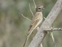 Anthus similis