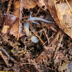 Plethodon dorsalis