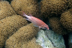 Sargocentron caudimaculatum
