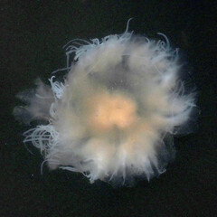 Cyanea fulva