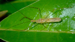 Atopozelus