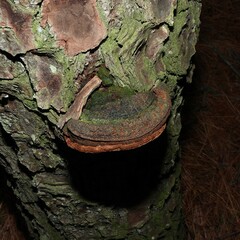 Porodaedalea