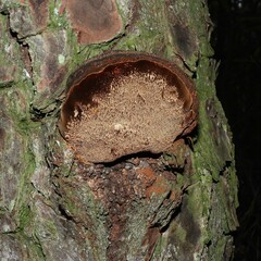 Porodaedalea