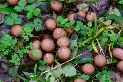 Lycoperdon molle