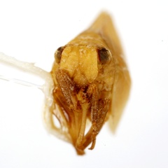 Acanalonia similis