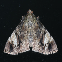 Salma cinerascens