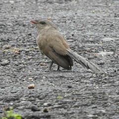 Taccocua leschenaultii