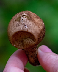 Lycoperdon molle