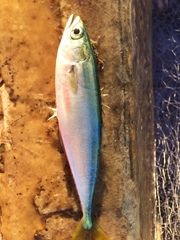 Oligoplites saurus