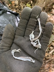 Woodworthia maculata