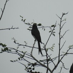 Dicrurus caerulescens