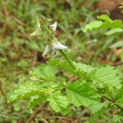 Crotalaria verrucosa